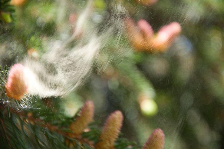zobrazit detail snímku: pyl smrku