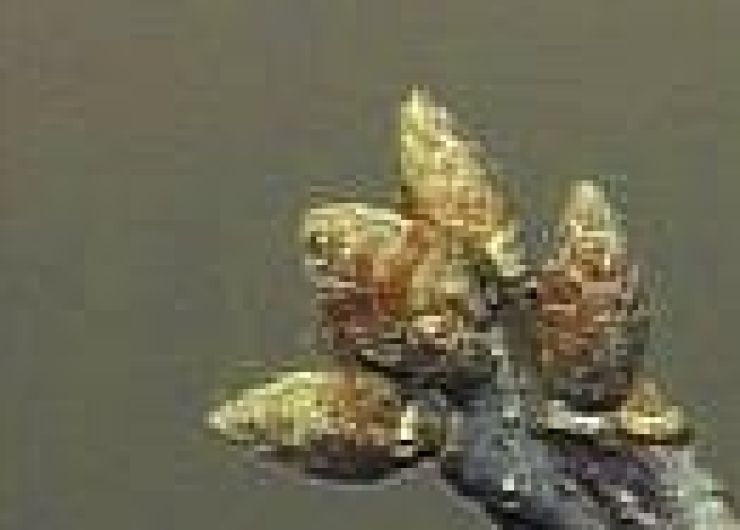 zobrazit detail snímku: Pupeny dubu zimního