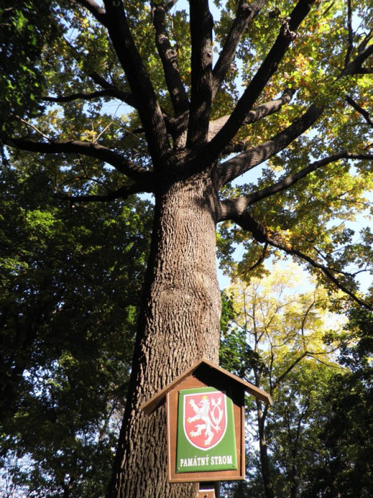 zobrazit detail snímku: Dub letní při ulici Střelničná