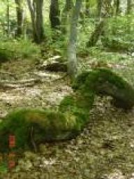 Cesta bratří Čapků: Cesta spojuje Pomezní Boudy s Trutnovem,…