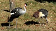 Vzácné zvíře usmrcené návštěvníky ZOO: Lidé navštěvují ZOO většinou proto, aby si…