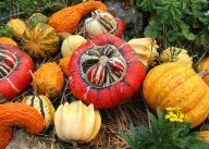 Dýně  - tykev obecná: O víkendu jsme oslavili Dušičky a Halloween, tedy…
