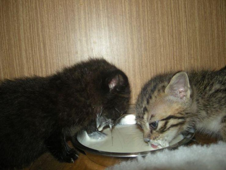 zobrazit detail snímku: koťata