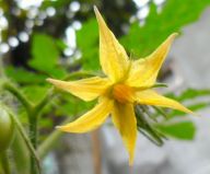 Zelenina a její květ Zelenina a její květ