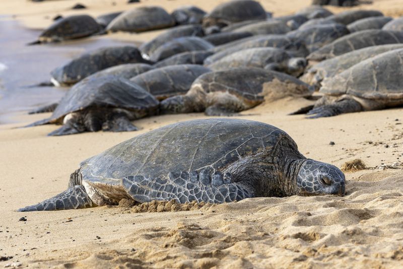 Kareta obrovská na pláži - klikněte pro zobrazení detailu