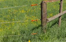 Neviditelné hranice: Jak moderní ohradníky chrání zvířata i rovnováhu v naší krajině