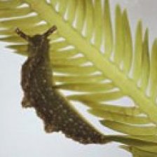Elysia subornata