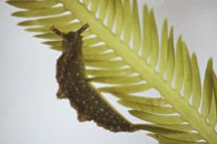zobrazit detail snímku: Elysia subornata