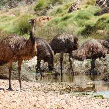 Austrálie v roce 1932 zahájila „válku s emu“ a prohrála