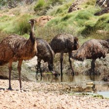 Emu hnědý - Dromaius novaehollandiae.