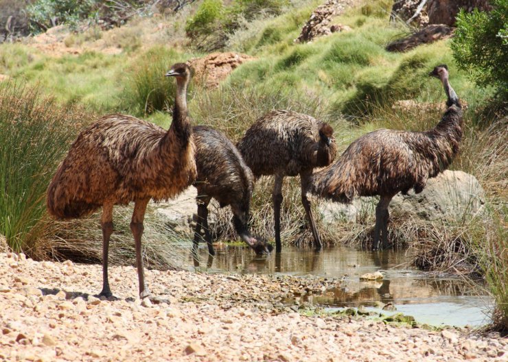 zobrazit detail snímku: Emu hnědý - Dromaius novaehollandiae.