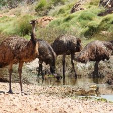 Emu hnědý - Dromaius novaehollandiae.