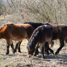 Exmoorští poníci na Šlovickém vrchu u Dobřan