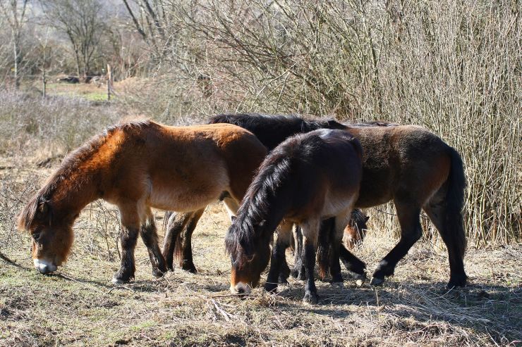 zobrazit detail snímku: Exmoorští poníci na Šlovickém vrchu u Dobřan