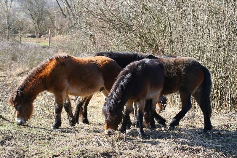 Exmoorští poníci na Šlovickém vrchu u Dobřan - klikněte pro zobrazení detailu