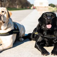 Služební psi Gio a Wally z jednotky FBI Crisis Response K-9