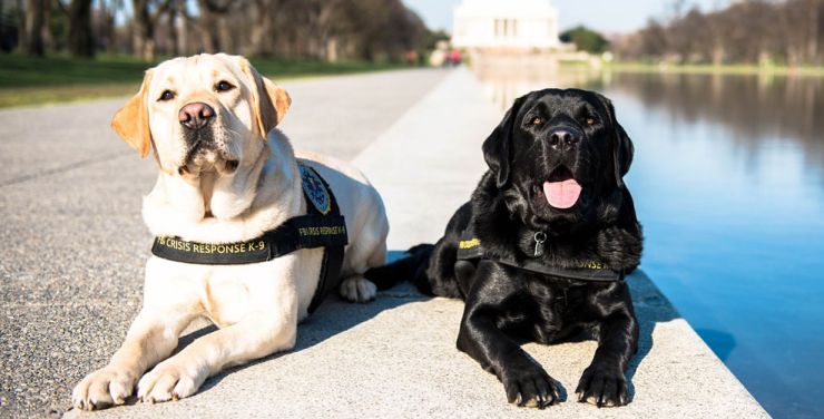 zobrazit detail snímku: Služební psi Gio a Wally z jednotky FBI Crisis Response K-9