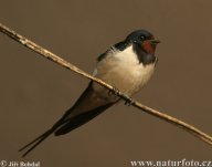 Letí na jih aneb z historie zimování: Na podzim spoustu ptačích druhů odlétá a na...