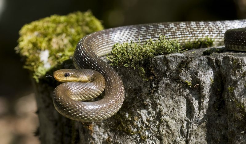 Užovka stromová - klikněte pro zobrazení detailu