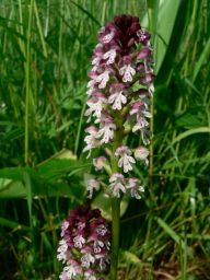 I v Česku lze vidět krásné orchideje: Mnozí lidé si určitě vybaví prodírání…