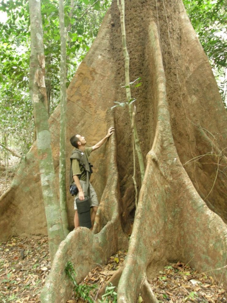zobrazit detail snímku: stromy v pralese dosahují nezměrné výšky, jež vám bere dech..
