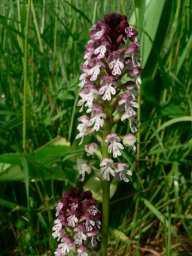 I v Česku lze vidět krásné orchideje: Mnozí lidé si určitě vybaví prodírání…