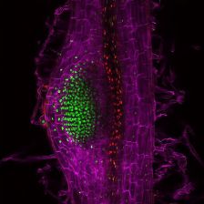 Technika, která pomocí fluorescence pomáhá sledovat hormon cytokinin