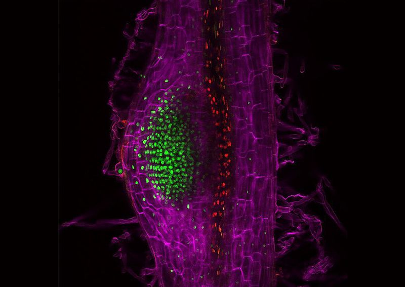 Technika, která pomocí fluorescence pomáhá sledovat hormon cytokinin - klikněte pro zobrazení detailu