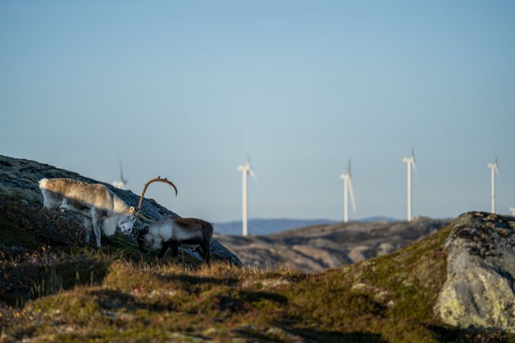 zobrazit detail snímku: Fosen vind