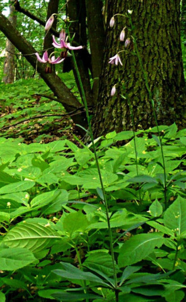 zobrazit detail snímku: Lilie zlatohlavá - celá