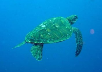 Mořská želva - klikněte pro zobrazení detailu