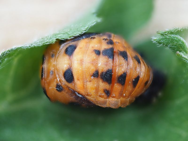 kukla slunéčka sedmitečného - klikněte pro zobrazení detailu