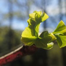 Ginkgo biloba