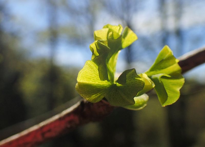 Ginkgo biloba - klikněte pro zobrazení detailu