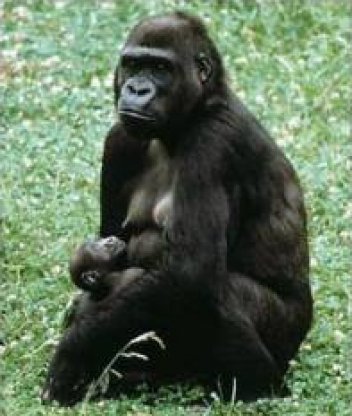 Gorilí rodinka - klikněte pro zobrazení detailu