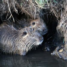 Nutrie u nory