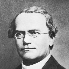 Jak se Gregor Johann Mendel málem nestal otcem genetiky