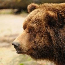 Medved grizzly
