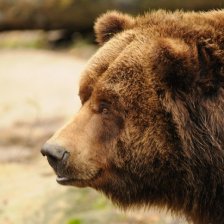 Medved grizzly
