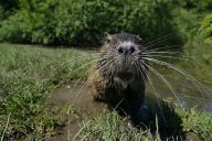 Světově vyhlášená česká nutrie a problém na českých řekách: Nutrie říční pochází z Jižní Ameriky.…