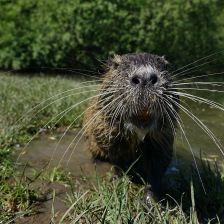 Světově vyhlášená česká nutrie a problém na českých řekách