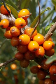 Rakytník řešetlákový (nebo úzkolistý) - Hippophae rhamnoides: Vitamínová bomba sbalená na cesty. Díky…