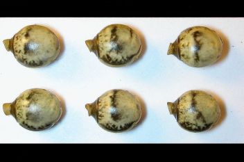 Vajíčka druhu Extatosoma tiaratum - klikněte pro zobrazení detailu Vajíčka druhu Extatosoma tiaratum - klikněte pro zobrazení detailu