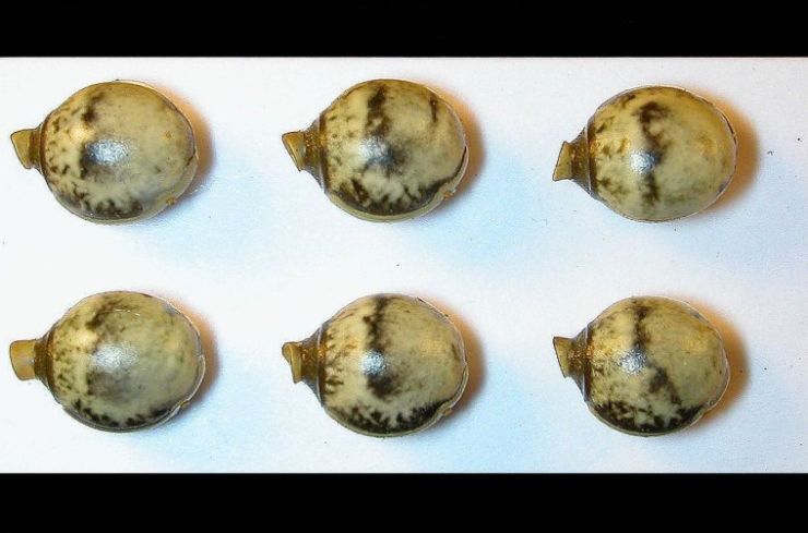 zobrazit detail snímku: Vajíčka druhu Extatosoma tiaratum