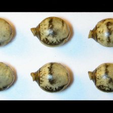 Vajíčka druhu Extatosoma tiaratum