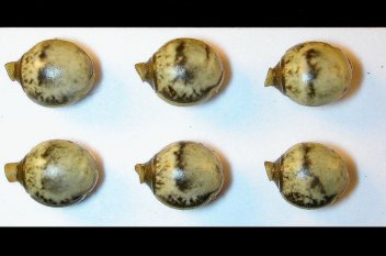 Vajíčka druhu Extatosoma tiaratum - klikněte pro zobrazení detailu