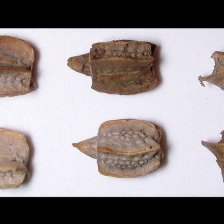 Vajíčka druhu Phyllium bioculatum