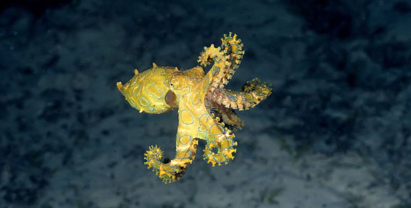Chobotnice kroužkovaná (Hapalochlaena lunulata) - klikněte pro zobrazení detailu