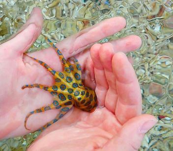 Chobotnice kroužkovaná (Hapalochlaena lunulata) - klikněte pro zobrazení detailu