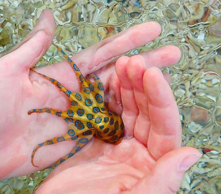zobrazit detail snímku: Chobotnice kroužkovaná (Hapalochlaena lunulata)